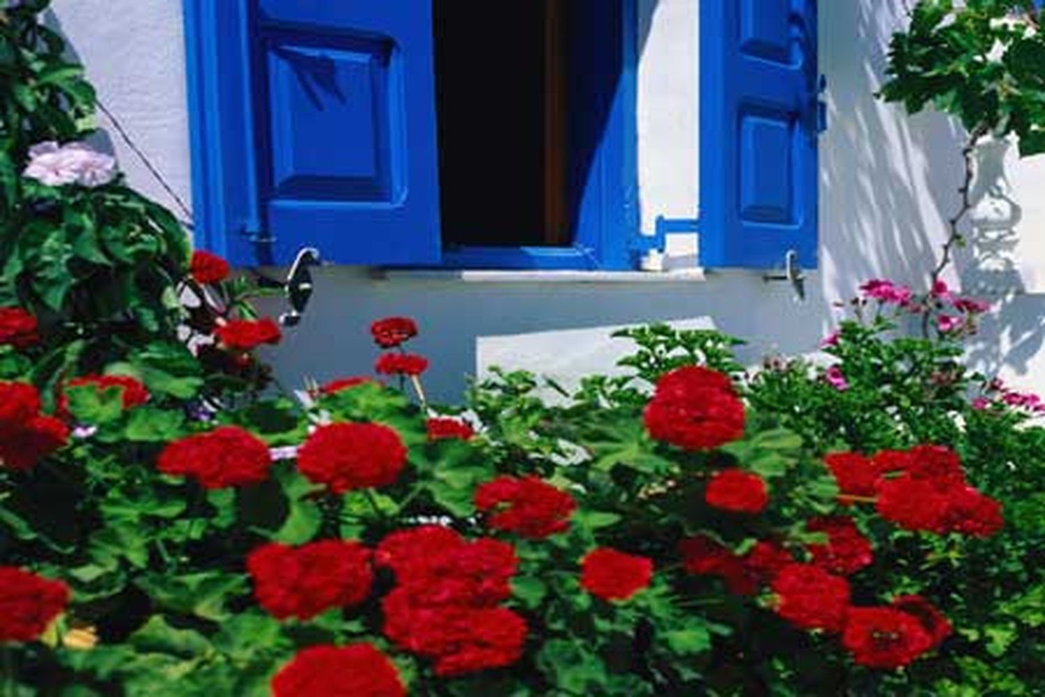 flowering plants carefully placed by a blue door to a home.