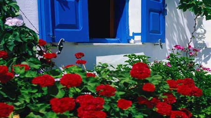 flowering plants carefully placed by a blue door to a home.