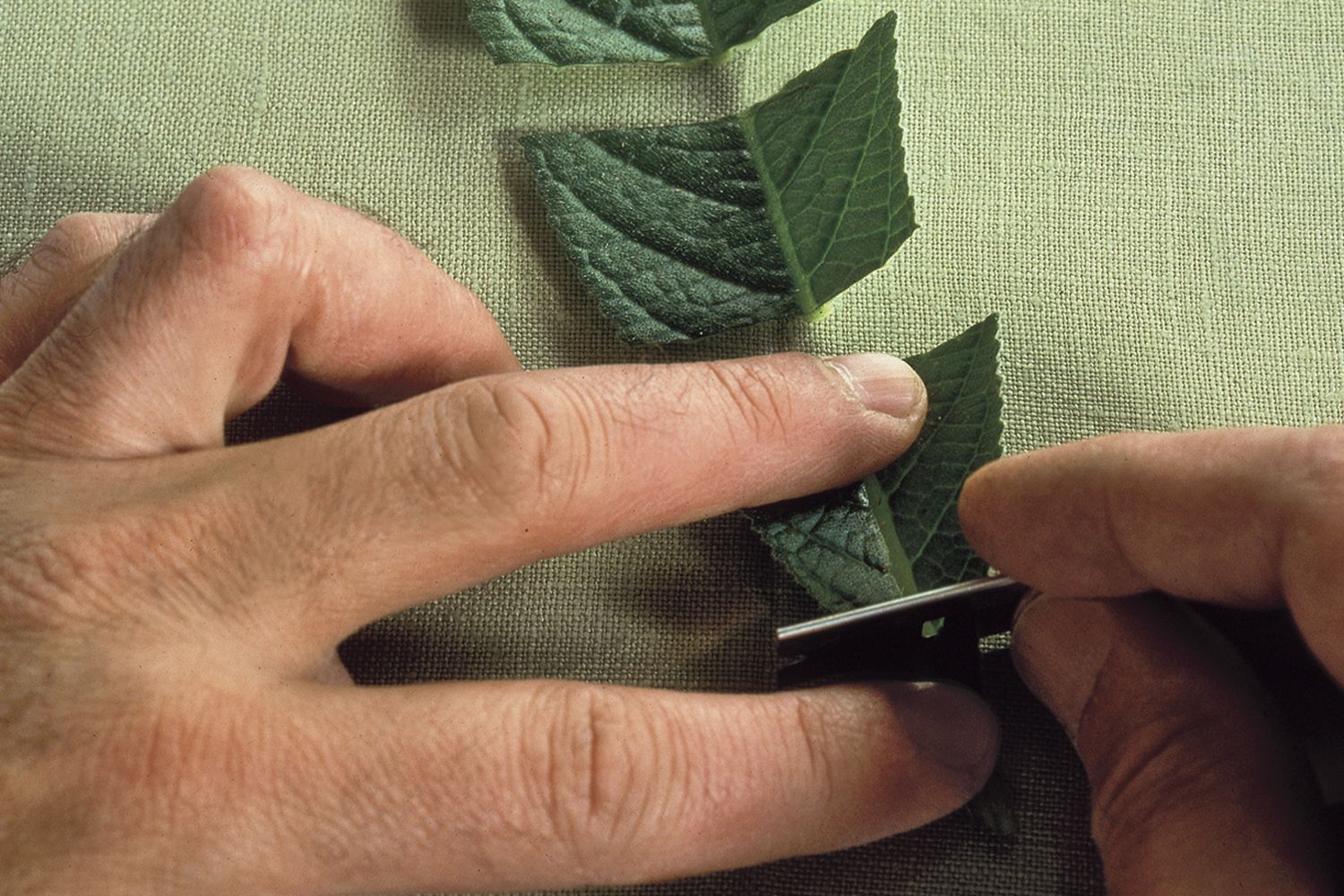A man cutting a leaf for plant propagation