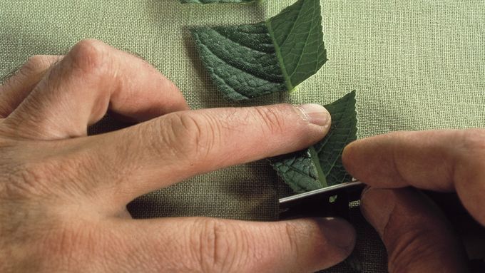 A man cutting a leaf for plant propagation