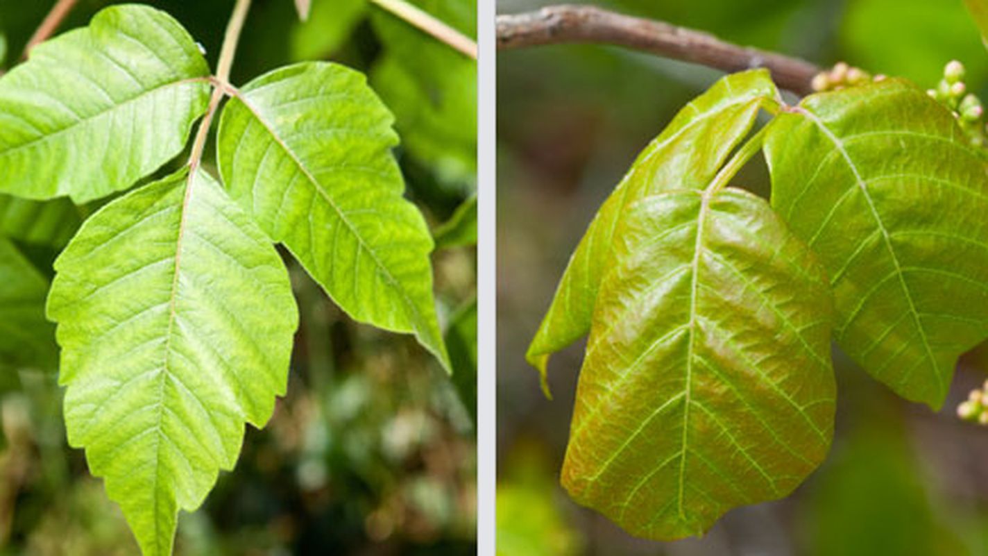 Poison ivy hanging from a branch