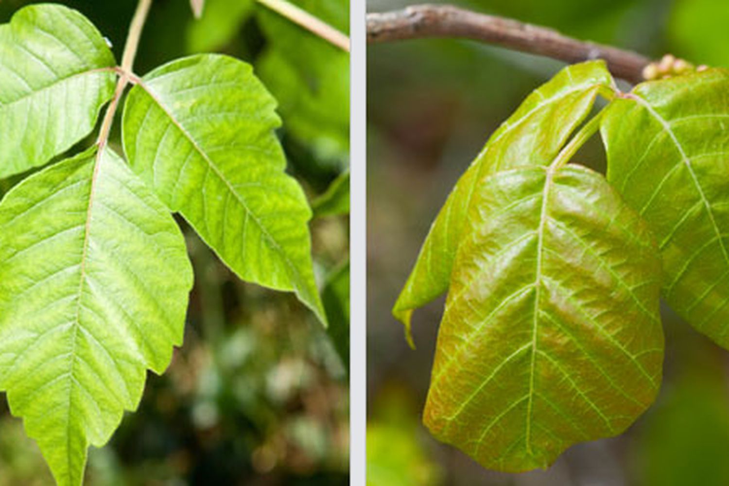 Poison ivy hanging from a branch