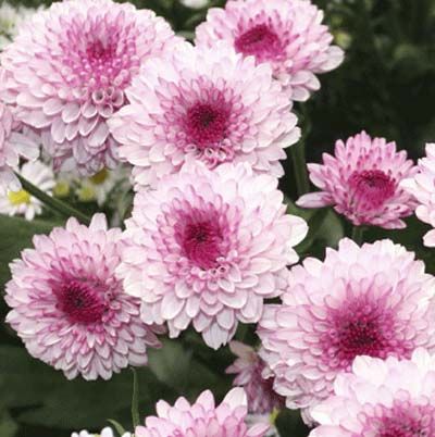 Image of mums, which is a great type of flower to have in a cutting garden