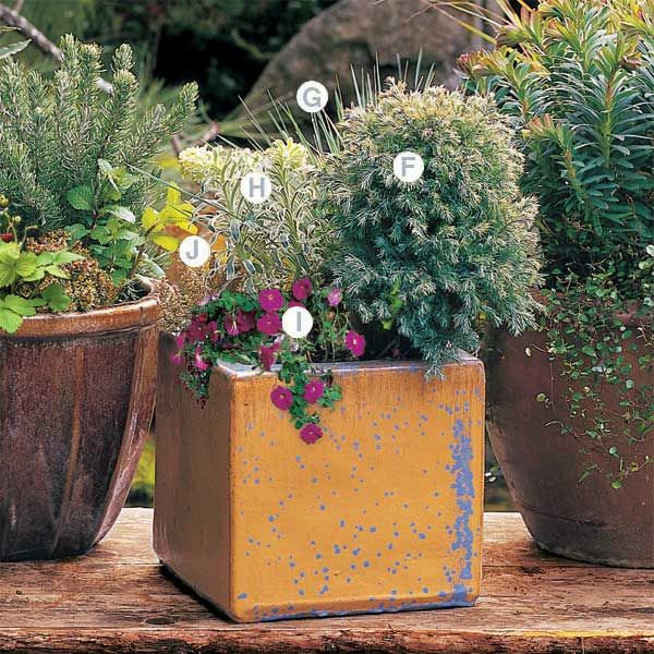 Combination of plants in a pot