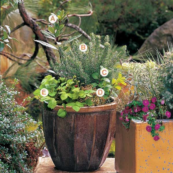 How To Pot a Plant and Create a Container Garden - This Old House