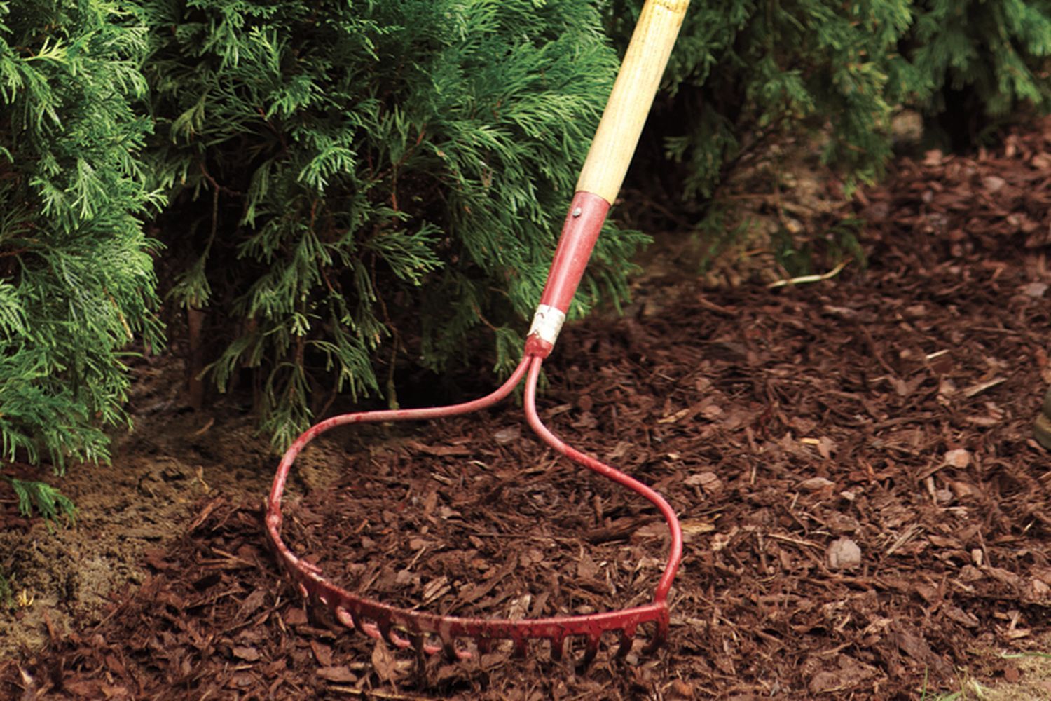 A man raking mulch beside a privacy hedge.