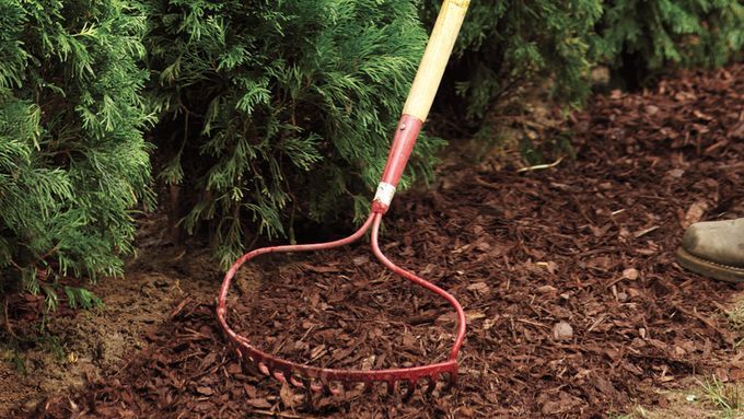 A man raking mulch beside a privacy hedge.