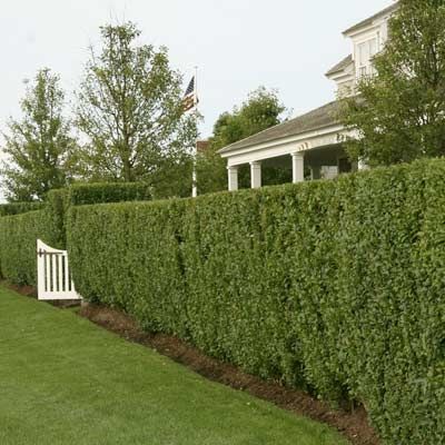A privet hedge outside a house.