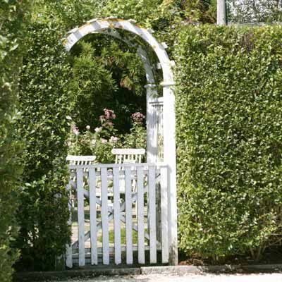 A white garden gate in the middle of privet hedge.