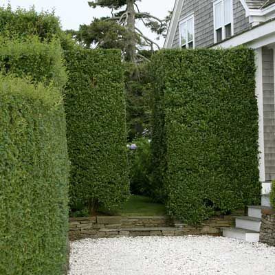 A privet hedge that's cut into a rectangular shape.