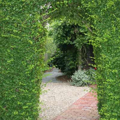 A privet hedge arch.