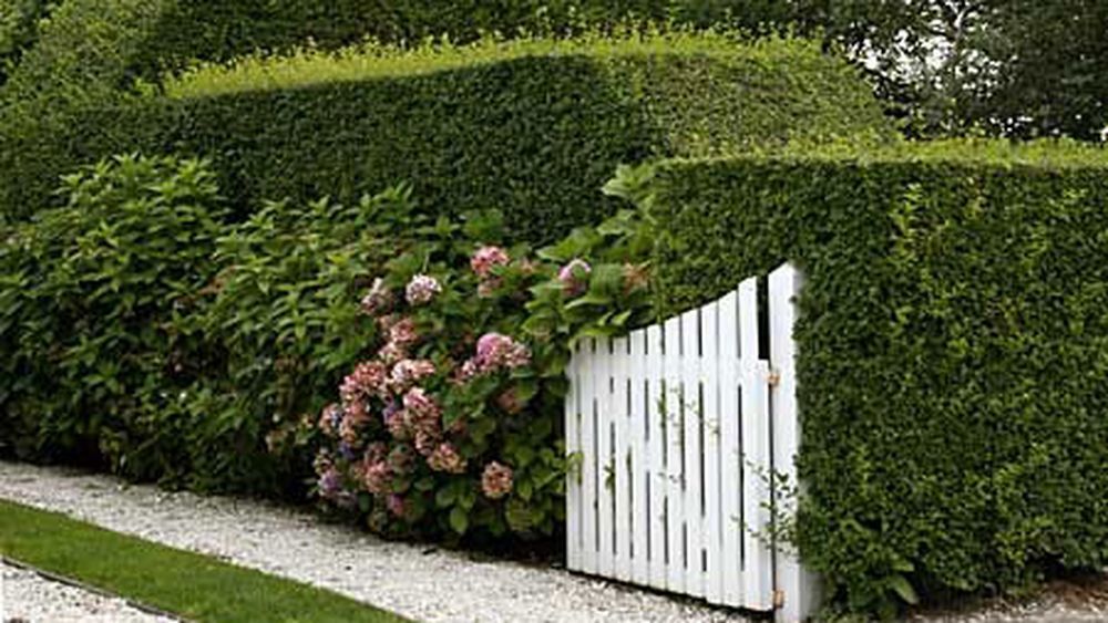 privet_hedges_x