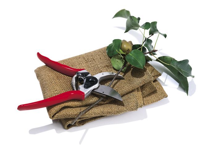 pruners_loppers_x