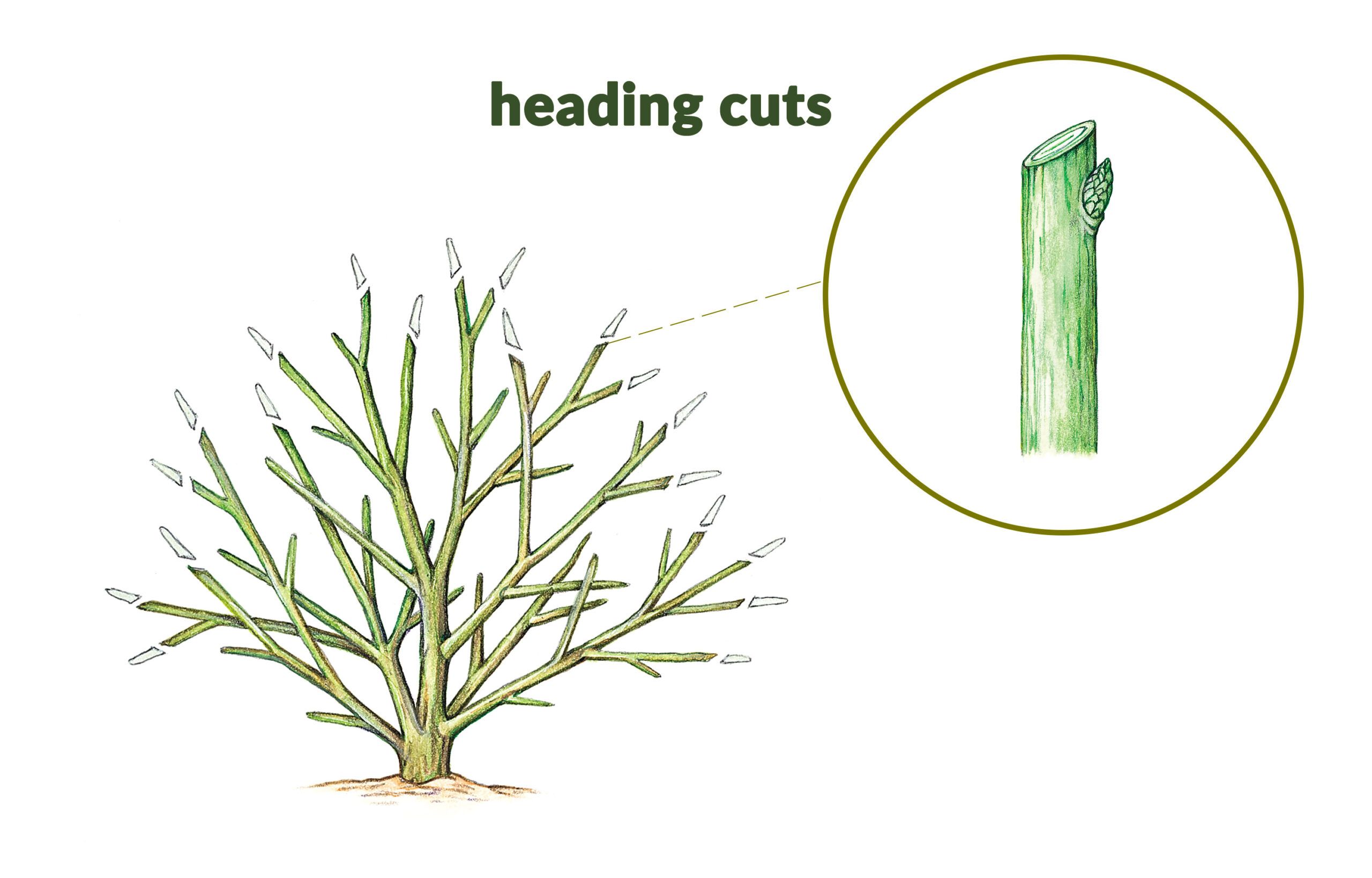 Visual of heading and where to cut the branch.