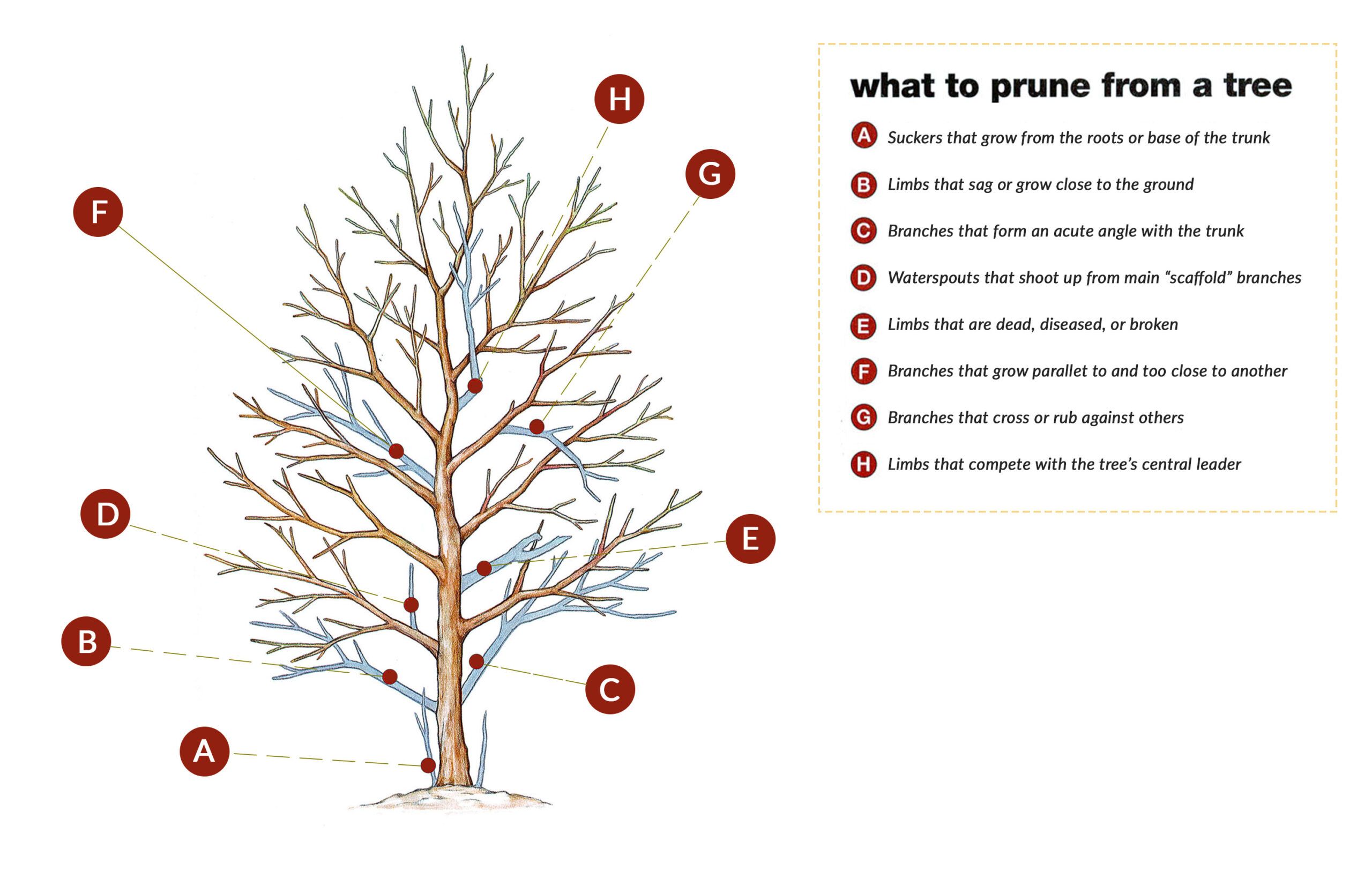 Visual of what to prune from a tree.