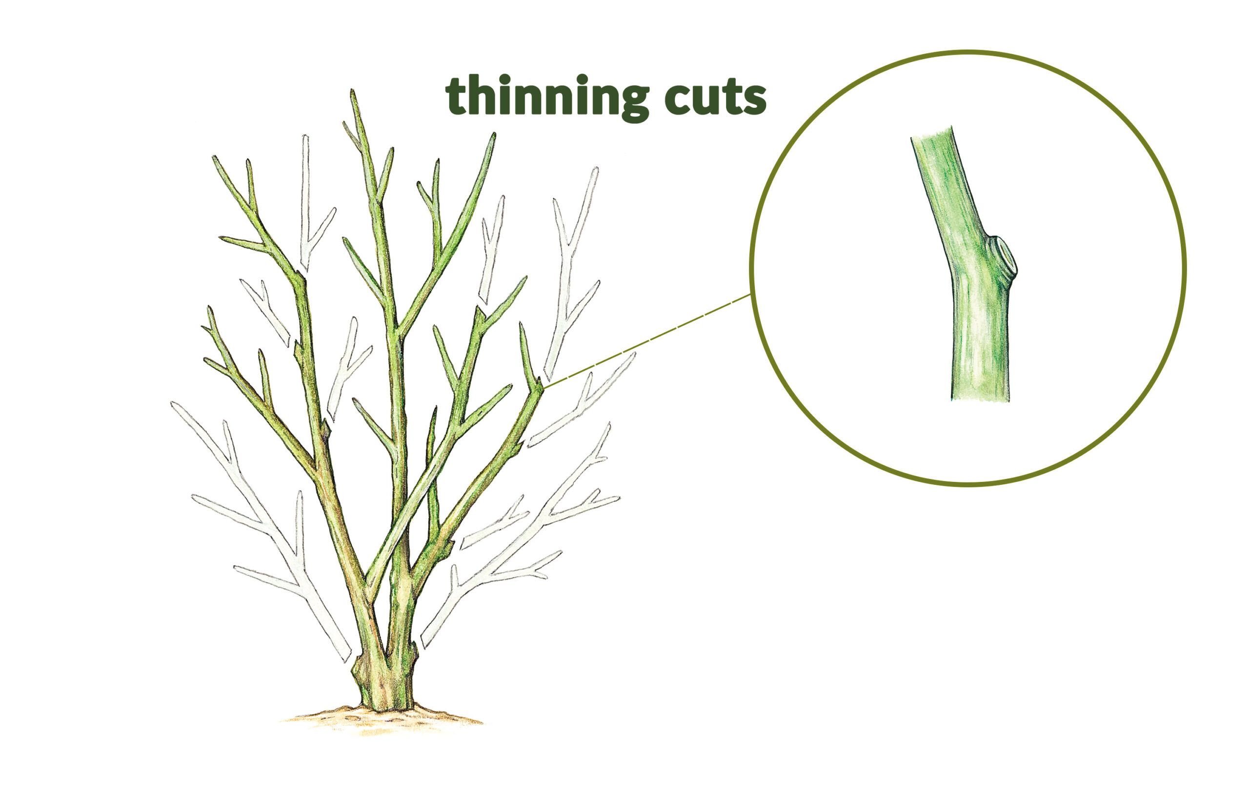 Visual of thinning and where to remove the branch.