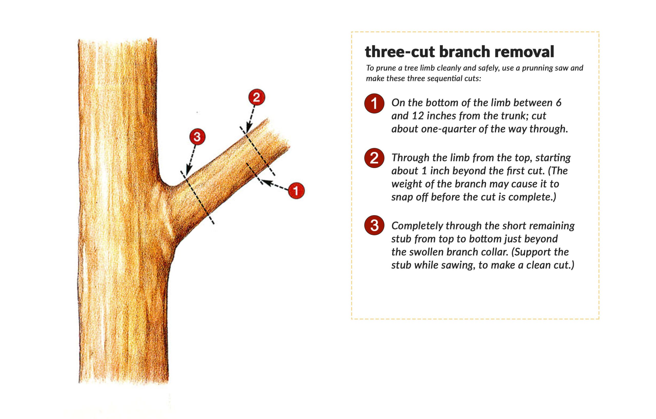 The Top Three Mistakes People Make when Cutting Their Own Trees