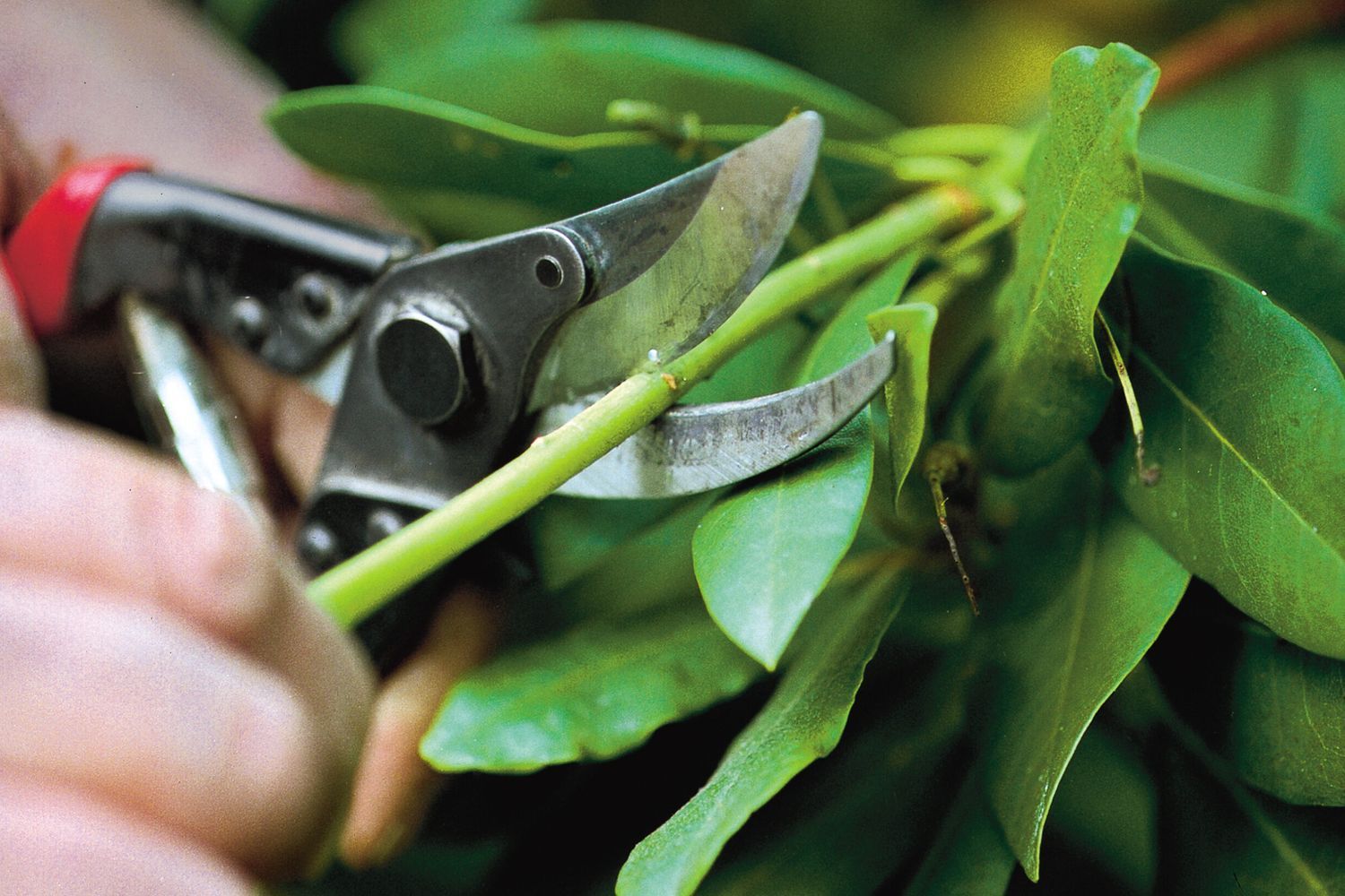 Pruning Shrubs