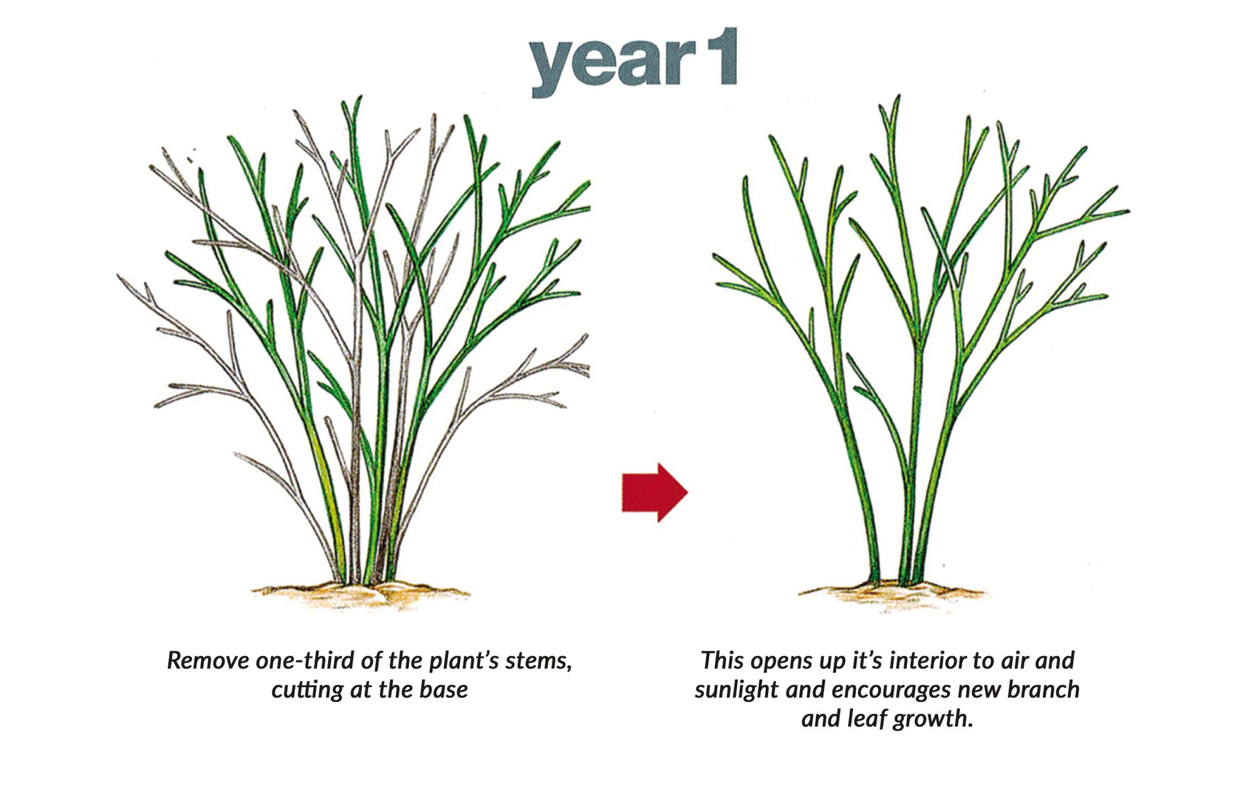 Before and after of a plant when stems are removed for year 1.