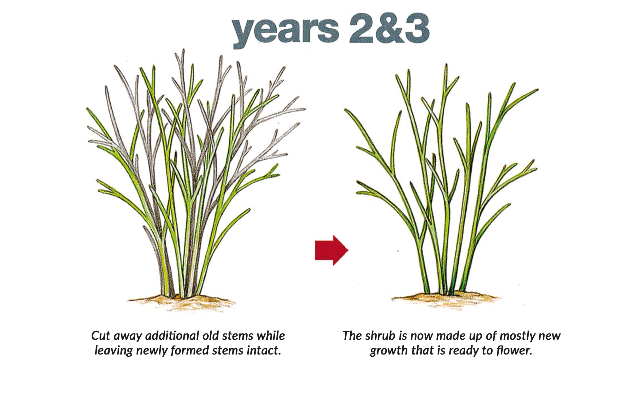 Year 2 and 3 visual after pruning the plant