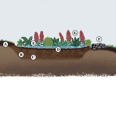 Cross section diagram of a rain garden.