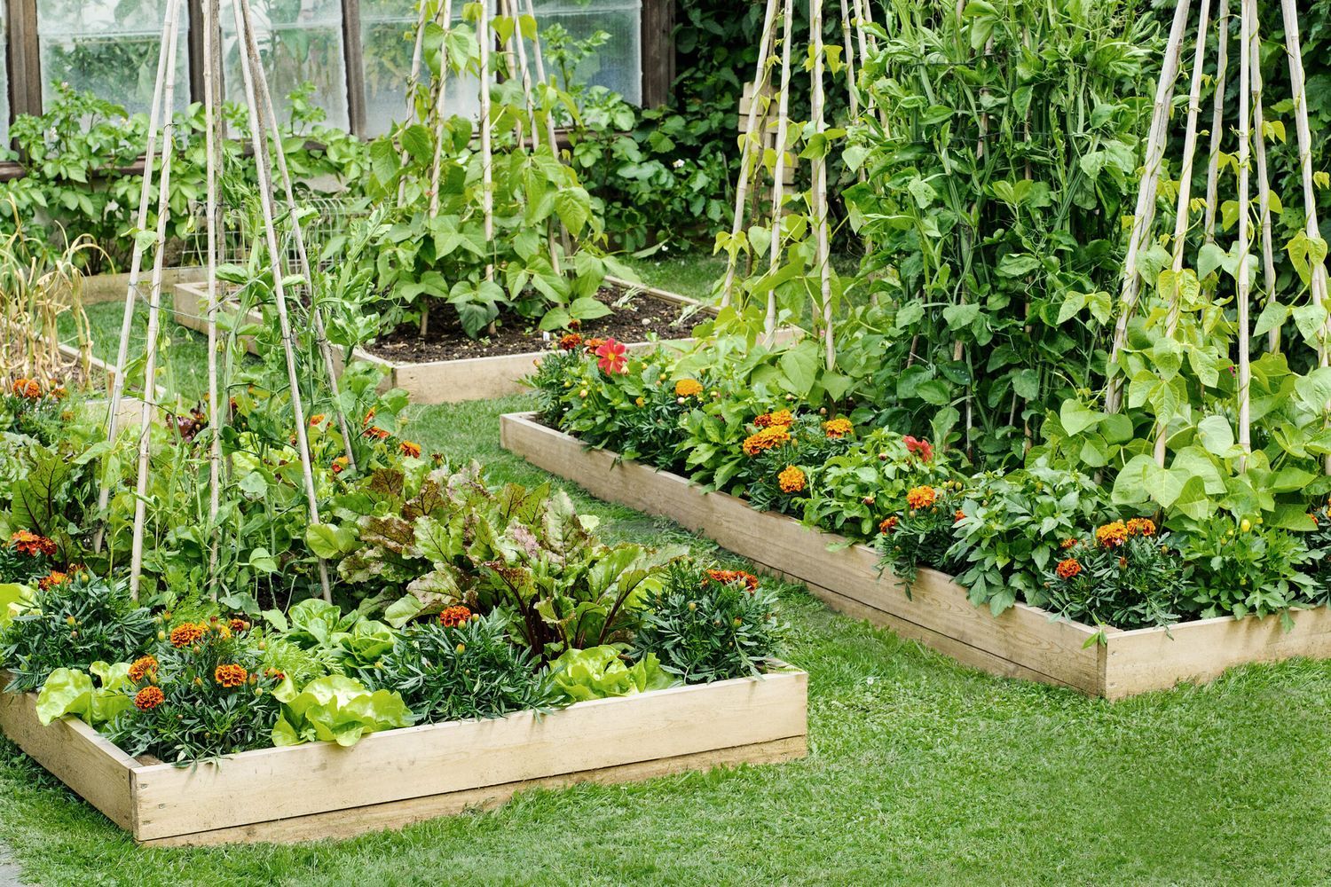 a raised bed garden in a backyard