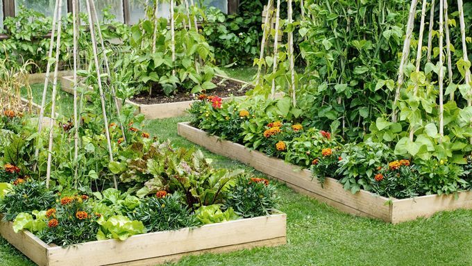 a raised bed garden in a backyard