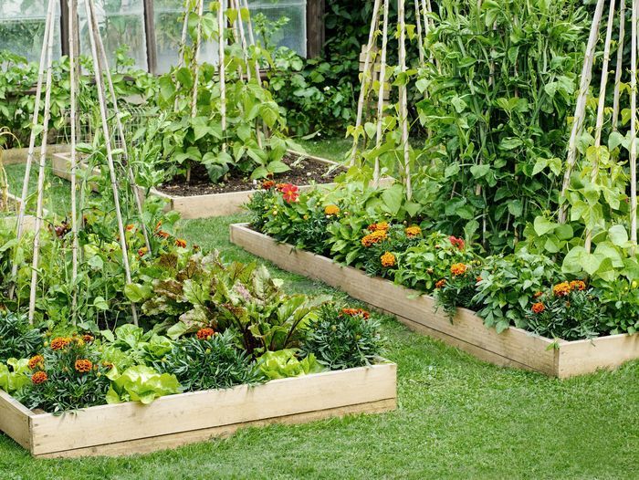 a raised bed garden in a backyard