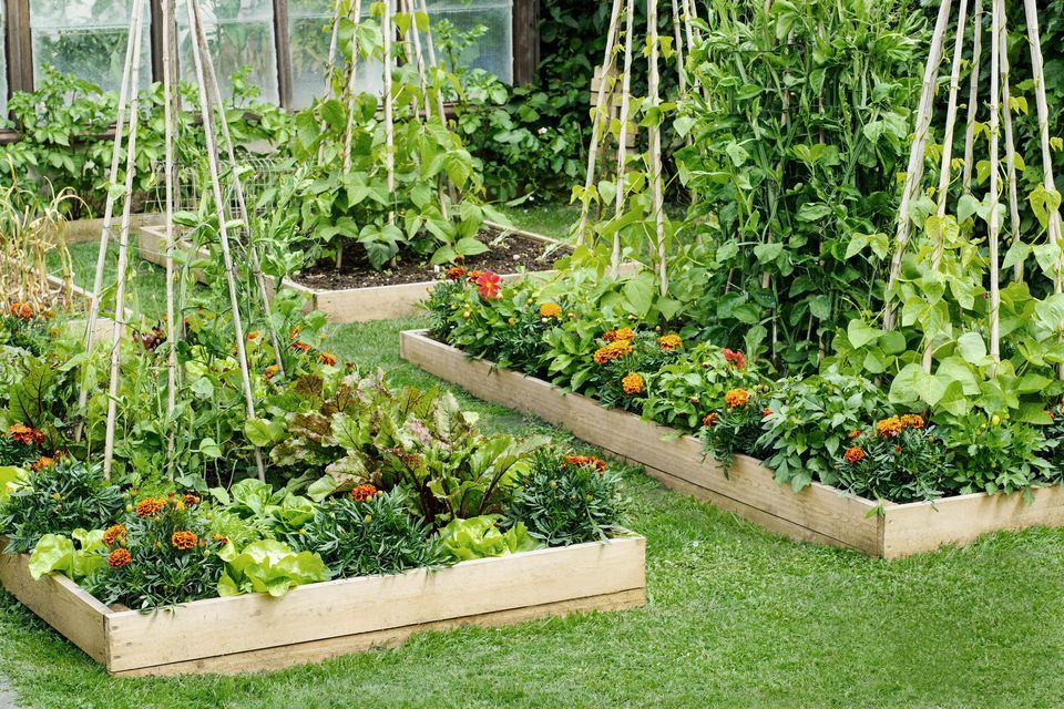 a raised bed garden in a backyard
