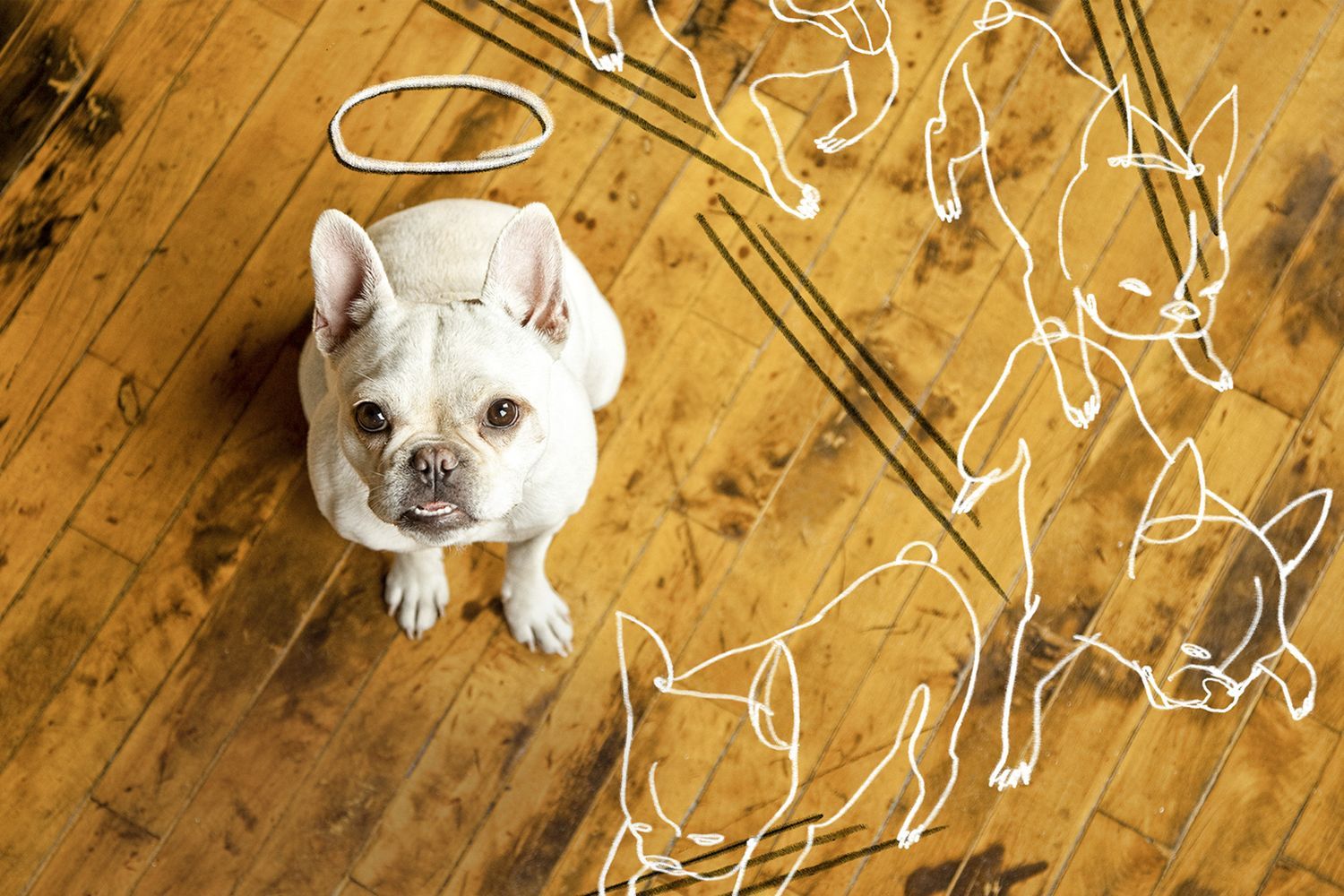 A French Bulldog sits on a hardwood floor with sketched outlines of the dog causing wear and tear on the flooring around it.