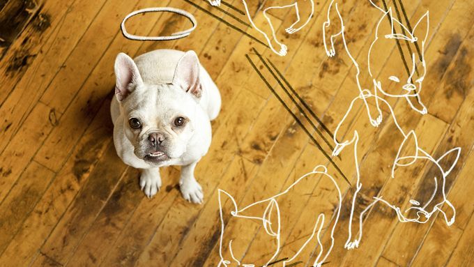 A French Bulldog sits on a hardwood floor with sketched outlines of the dog causing wear and tear on the flooring around it.