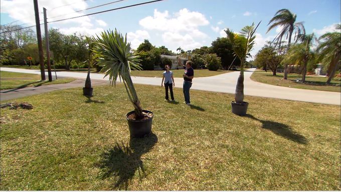 Several palm trees being prepared to be planted.