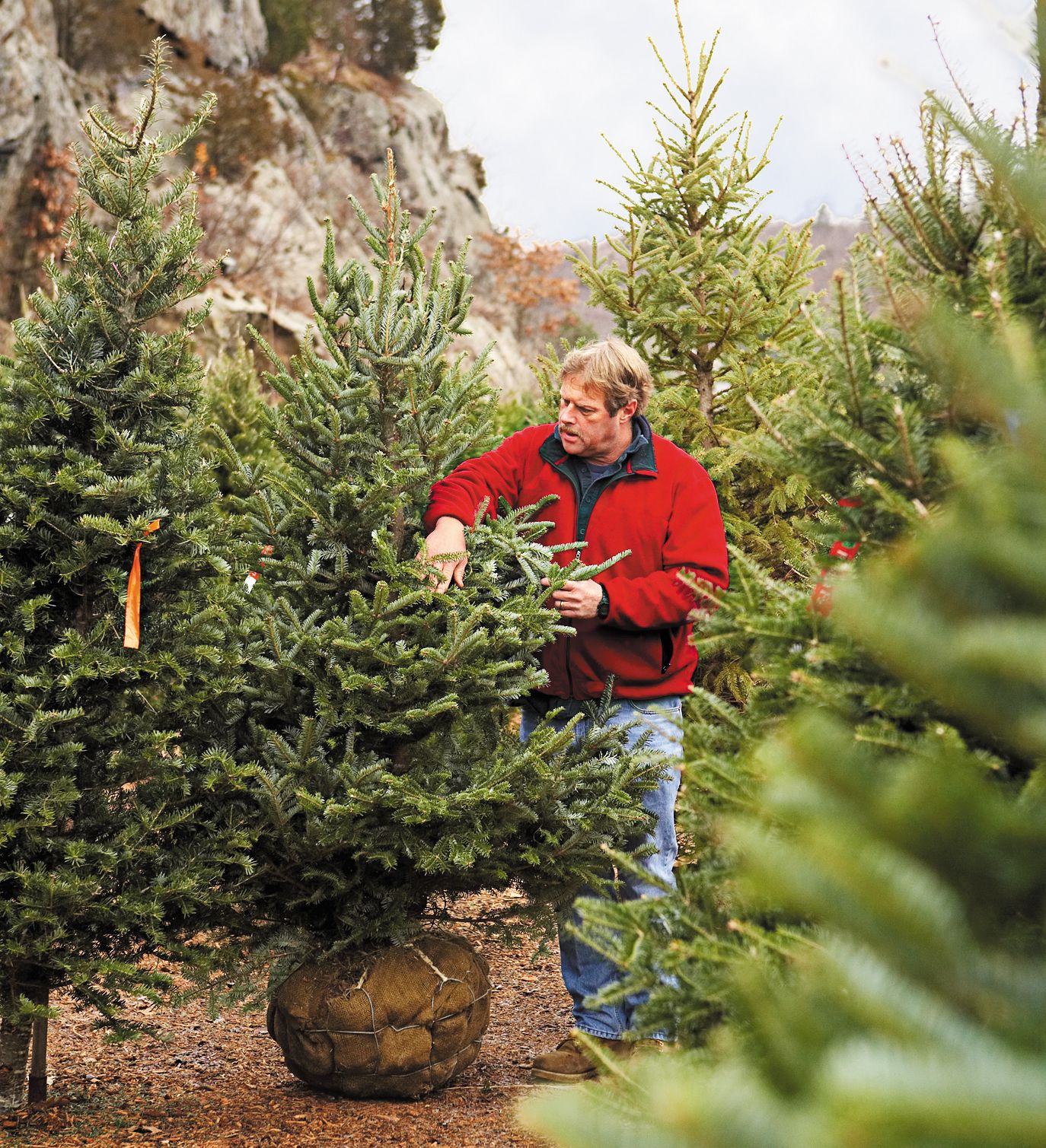 Buying a live christmas deals tree to plant later