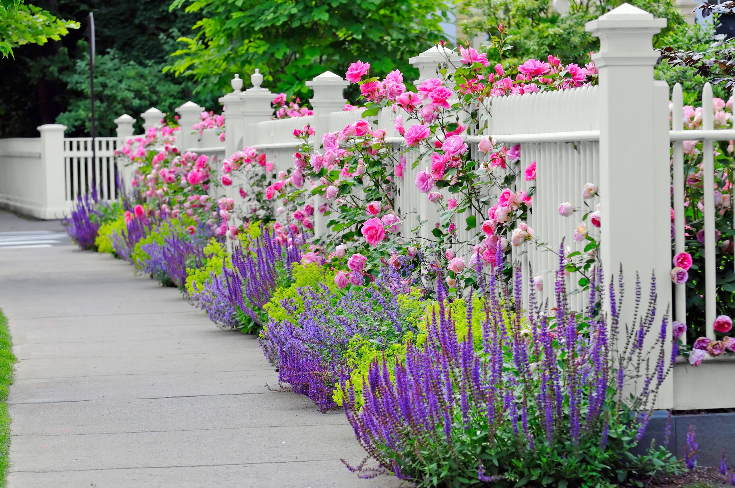 A picket fence with rose growing beside it.