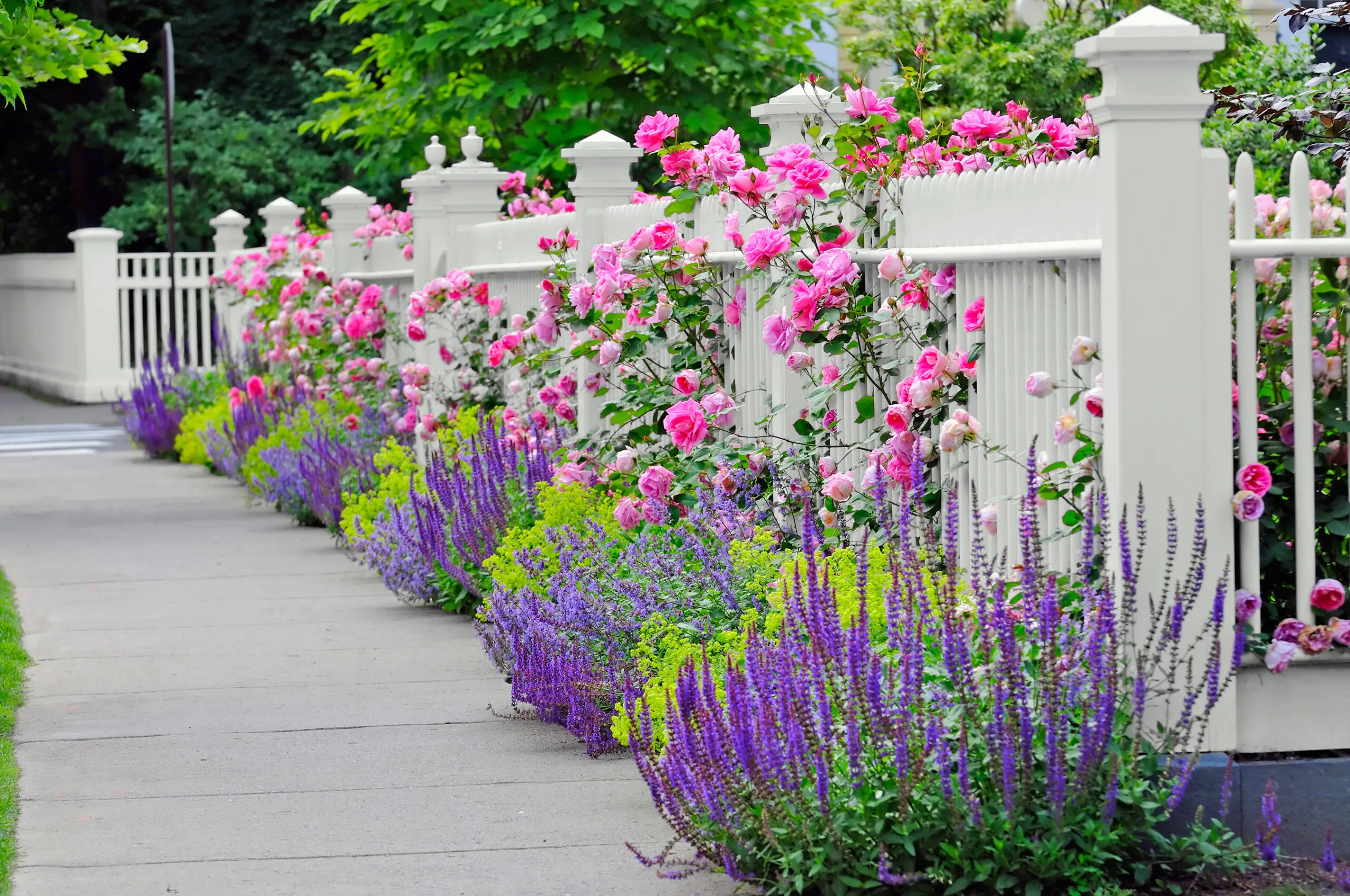 A picket fence with rose growing beside it.