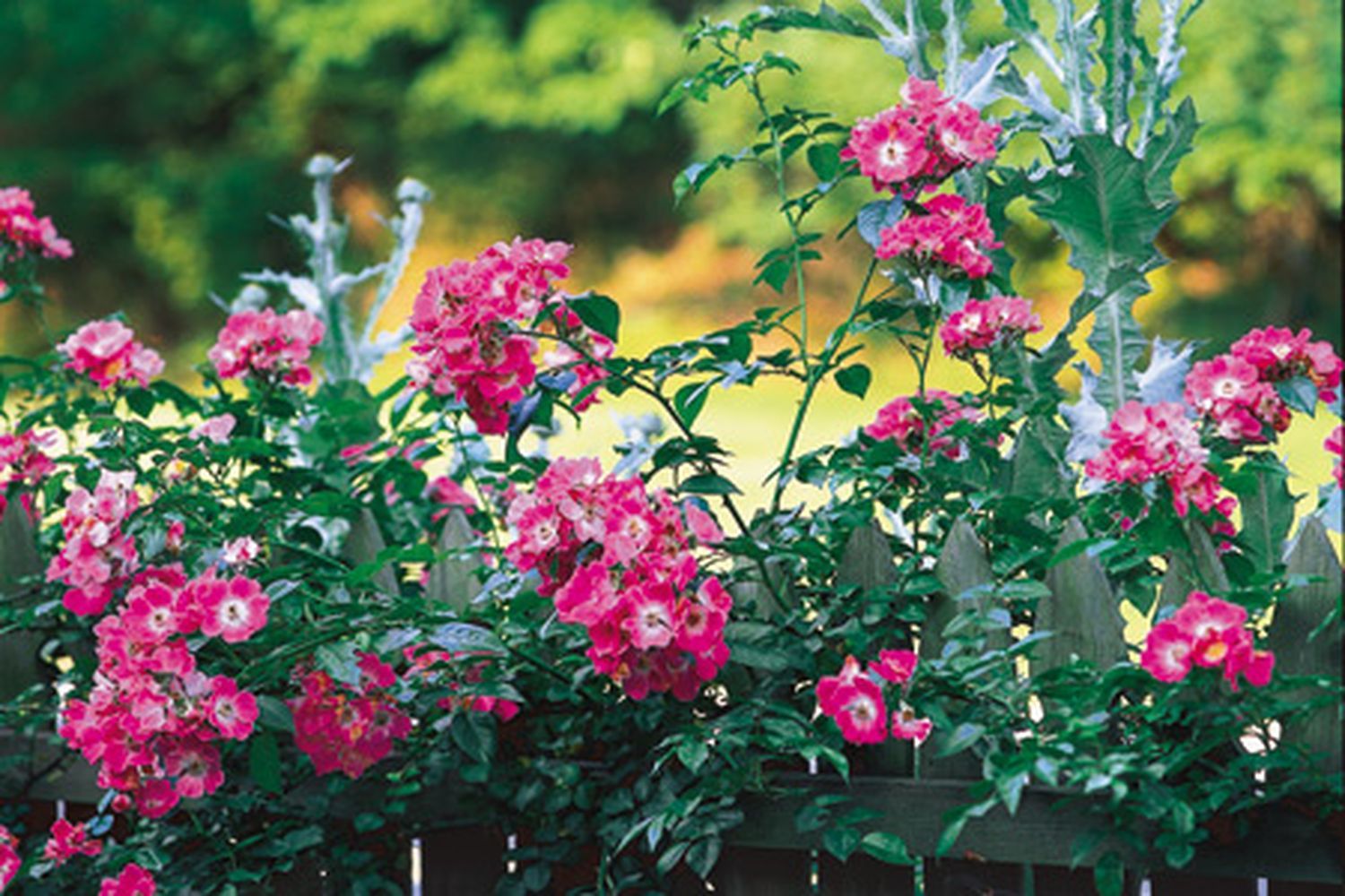A set of climbing roses in a garden