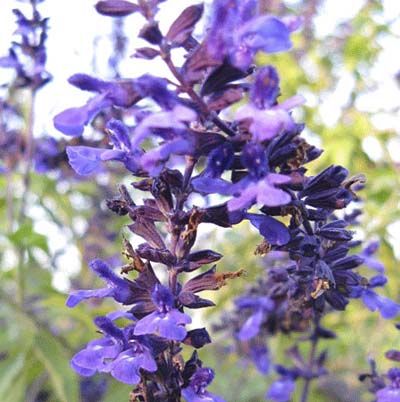 Image of a indigo spires sage, which is a great type of flower to have in a cutting garden