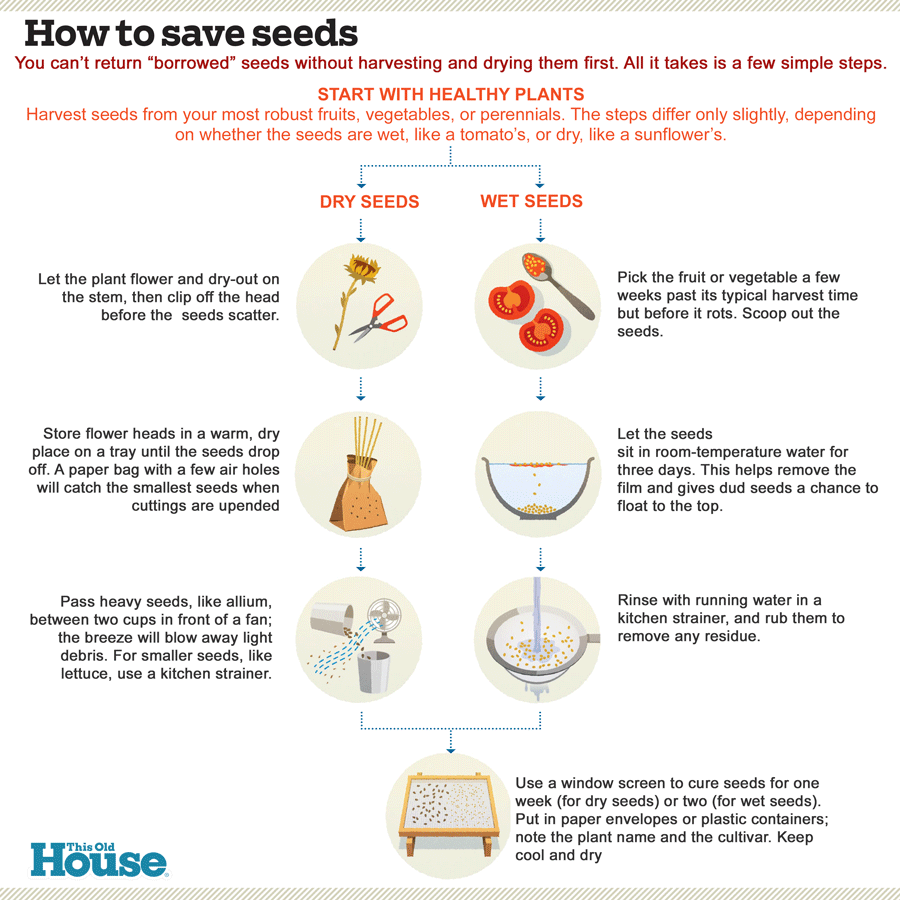 4 Steps To Storing Your Seeds For 30 Years (Or More) - Off The