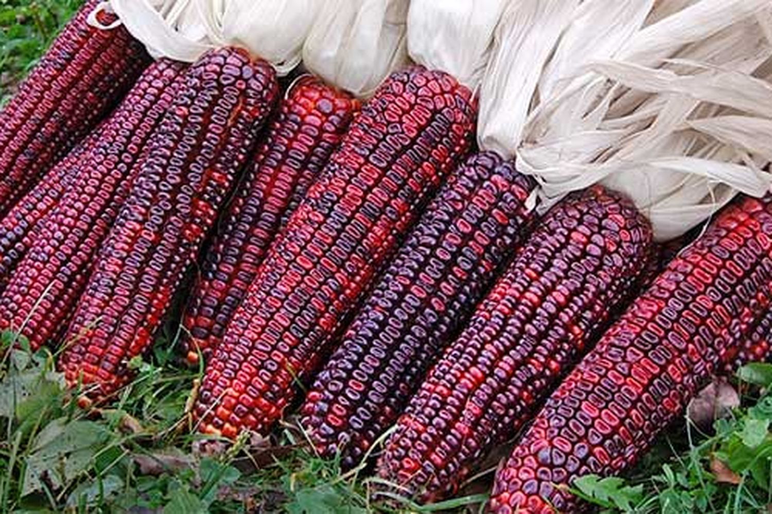 purple corn grown from saving seeds
