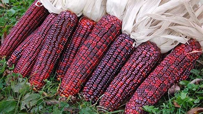 purple corn grown from saving seeds