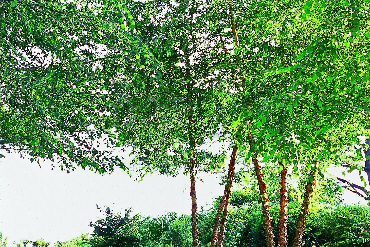 Image of a heritage river birch tree