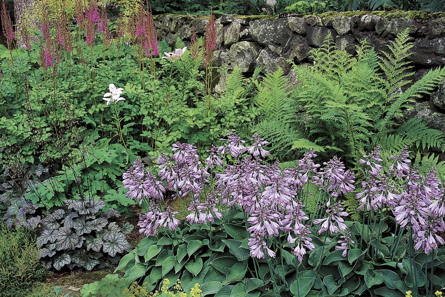 A shaded garden with deep pink astilbes and lavender-flowering hostas.