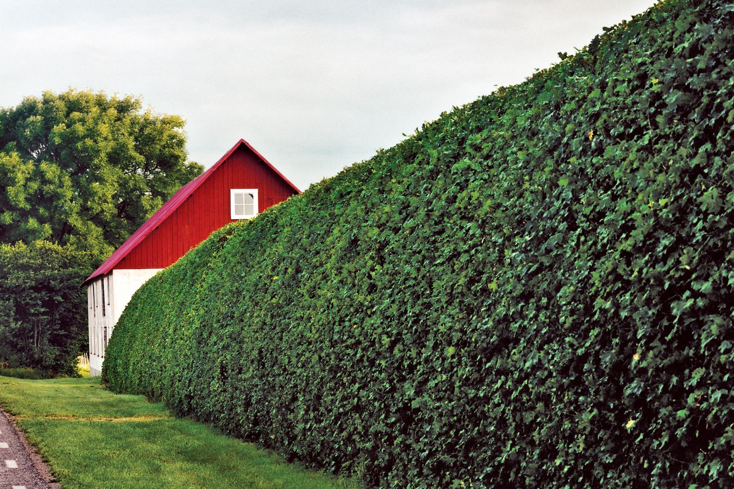 Tall Hedges