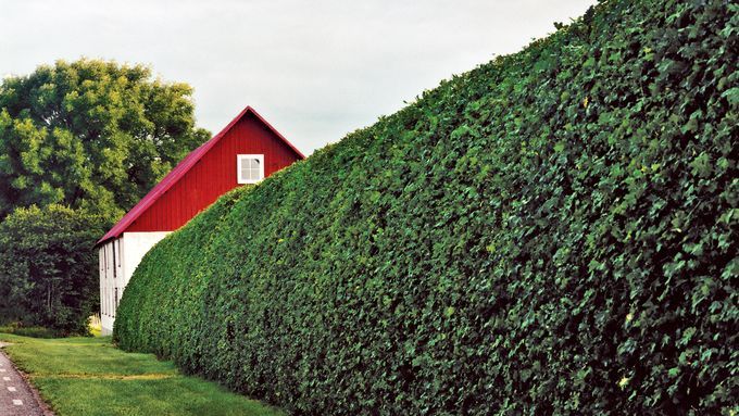 Tall Hedges