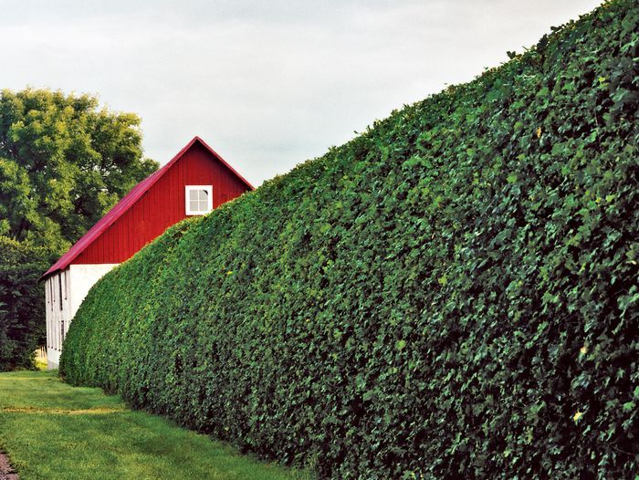 Tall Hedges