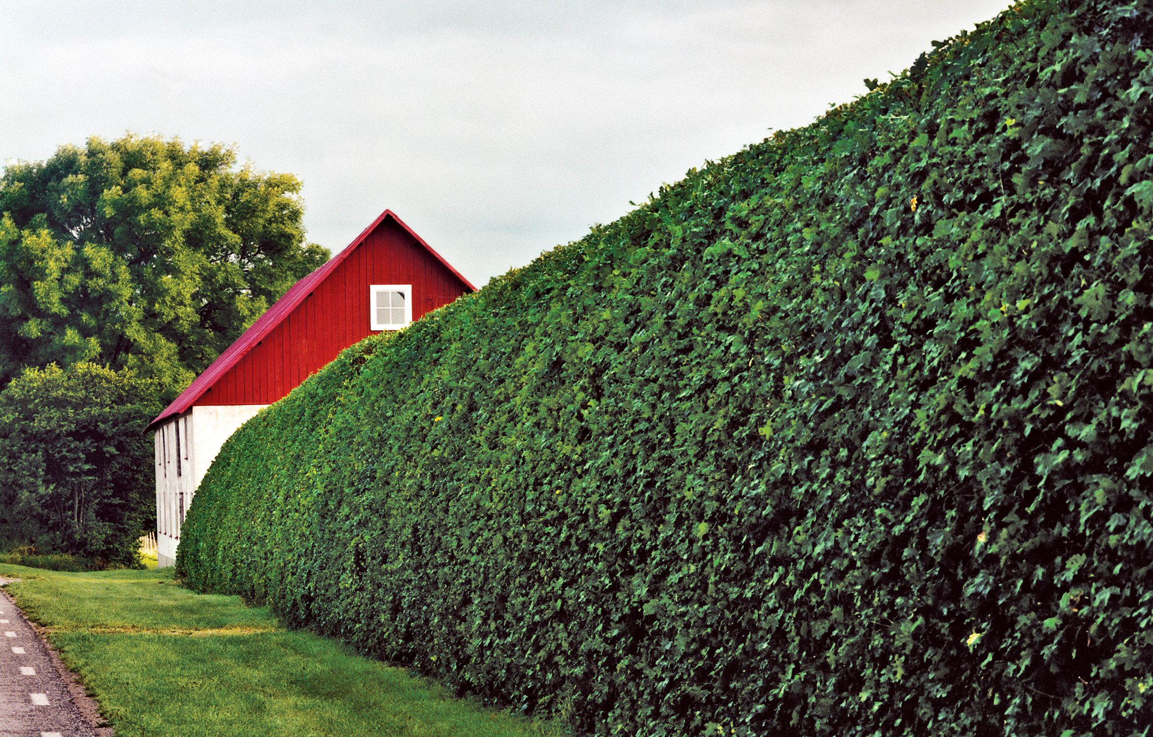 Image of Hedge trimmed to create a privacy screen