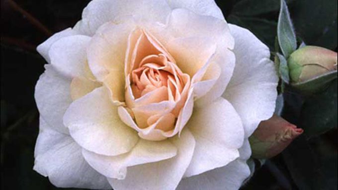 shrub_rose_tout_x