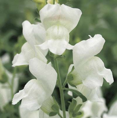 Image of a snapdragon, which is a great type of flower to have in a cutting garden