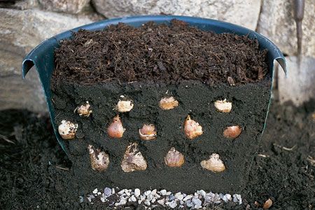 Cross section of bulbs planted in a pot.