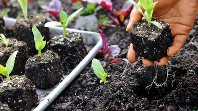 Seedlings getting planted in a garden.